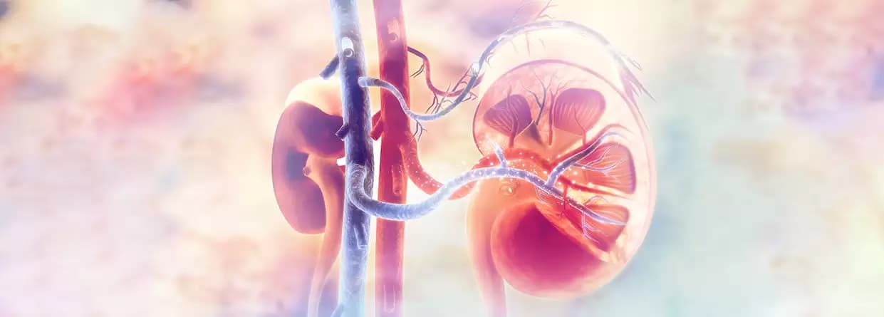 8 Common Myths Busted: Facts On Kidney Disease