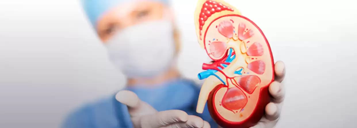 What Is A Nephrologist? Understand When To See A Nephrologist