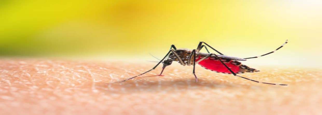 Dengue Fever: Causes, Symptoms, Treatment, Prevention, Complications, And Vaccines