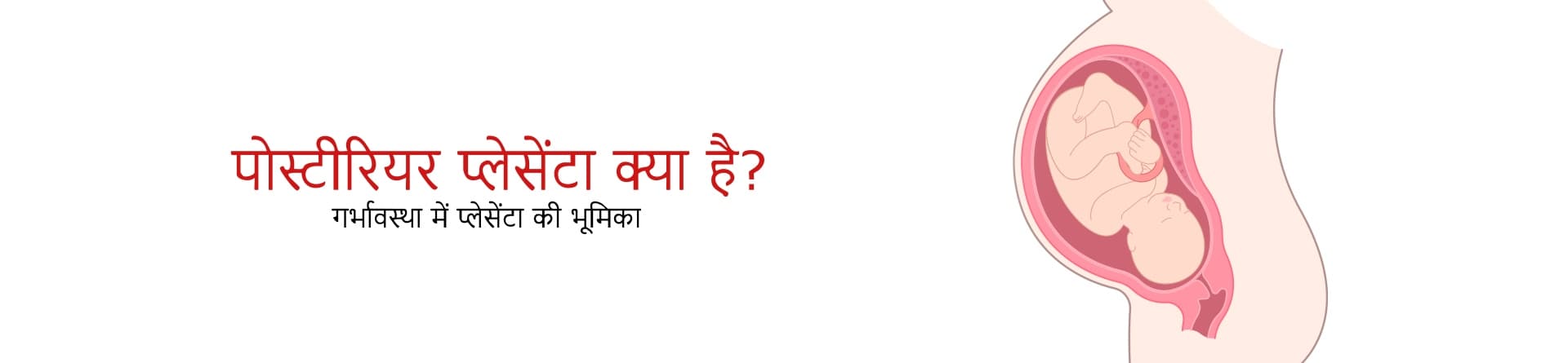 पोस्टीरियर प्लेसेंटा क्या है? गर्भावस्था में प्लेसेंटा की भूमिका
