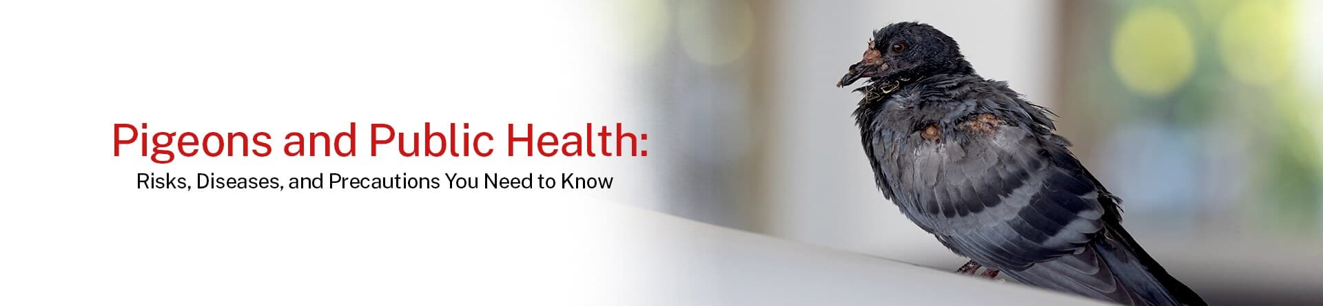Pigeons and Public Health: Risks, Diseases and Precautions You Need to Know