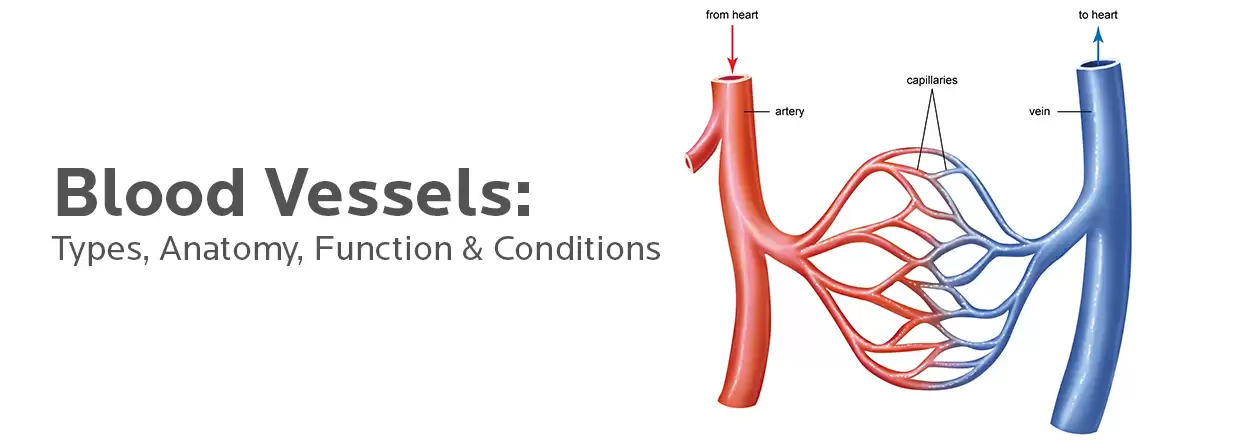 Why Are Blood Vessels Important?
