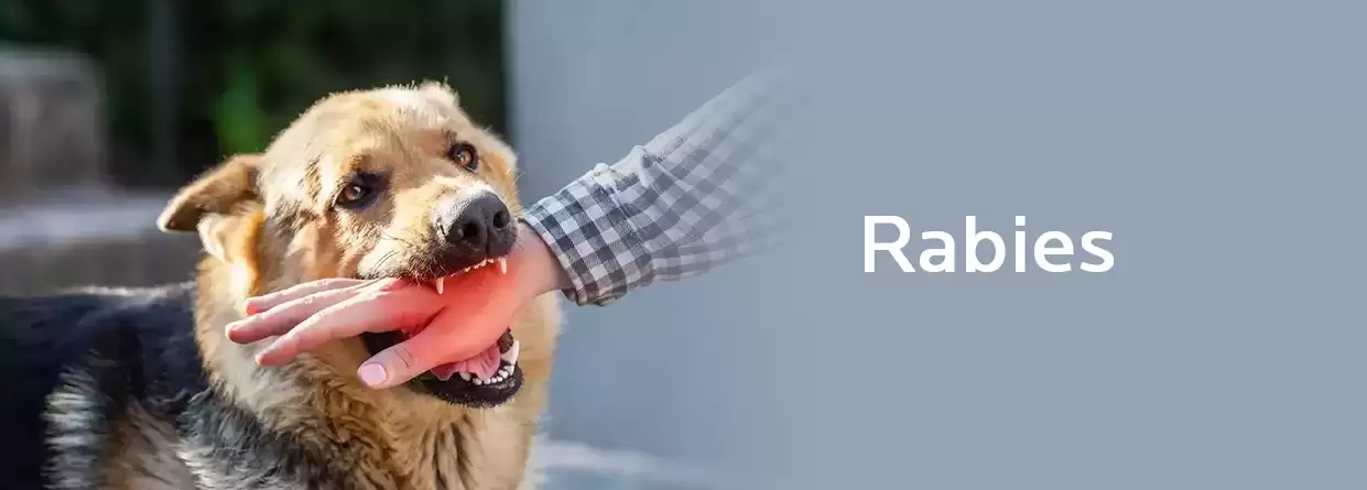Understanding Rabies- Symptoms, Causes, & Treatment