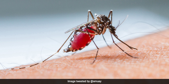 Dengue situation in Bengal 'quite alarming', not critical, say experts