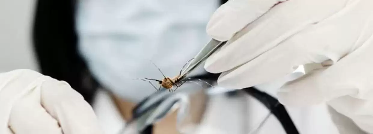 Dengue Fever: Causes, Symptoms, Treatment, Prevention, Complications, And Vaccines